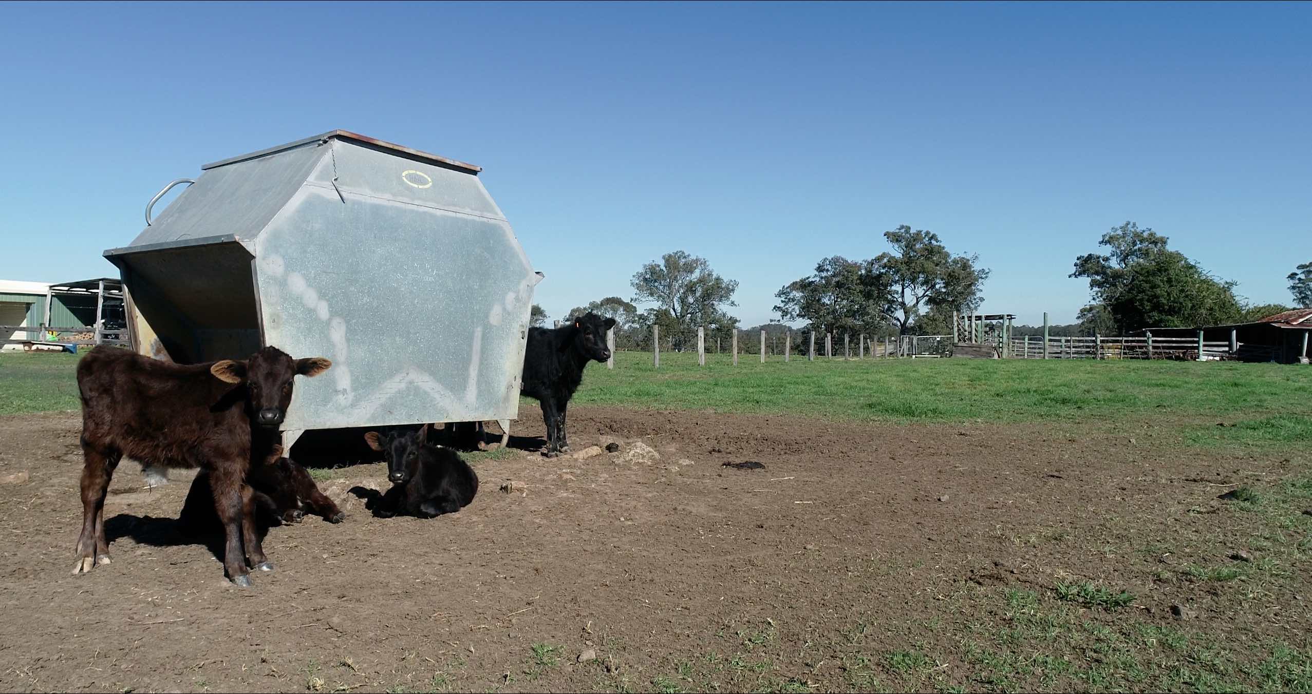 Calves feed bin