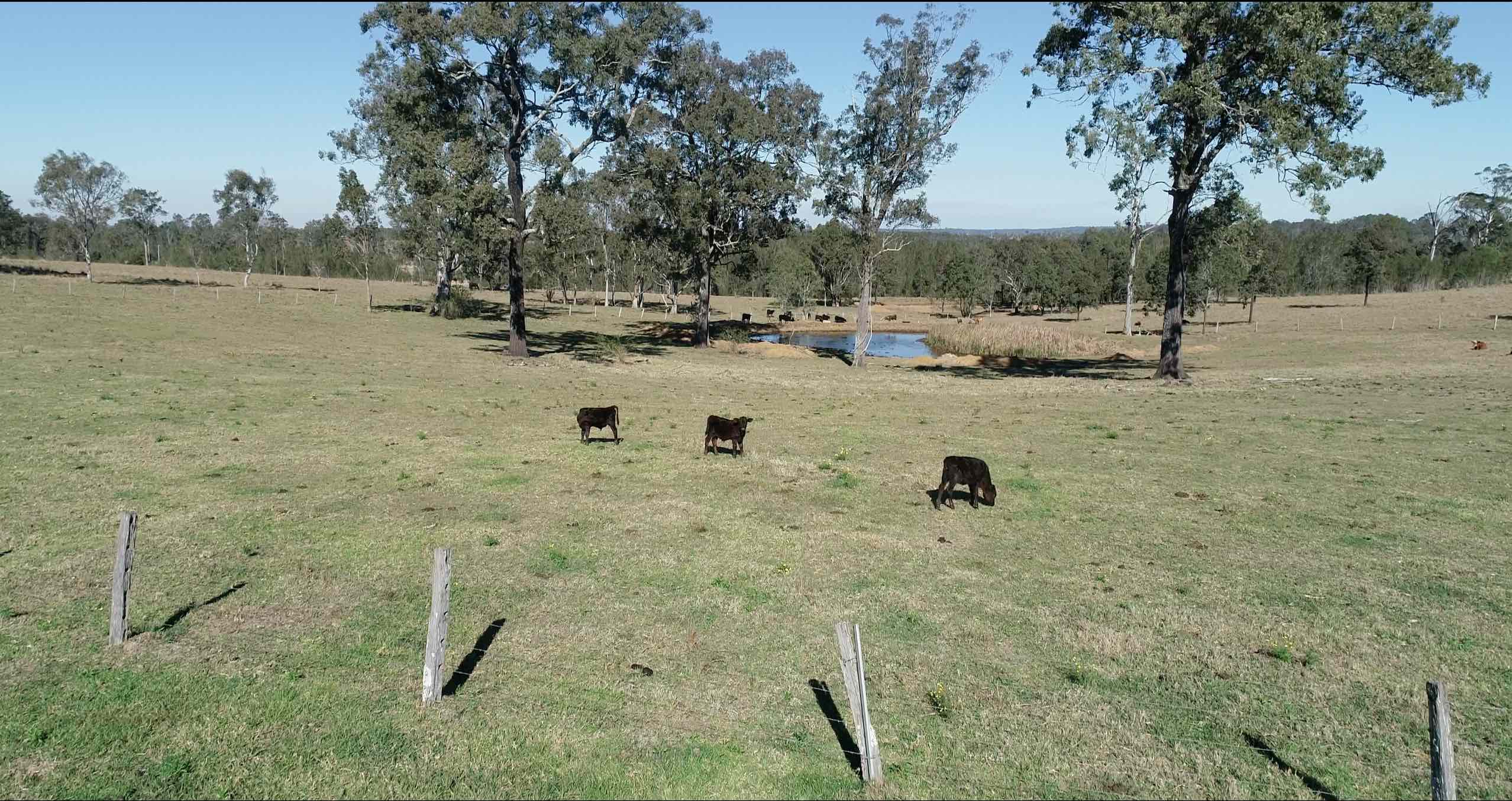 calves paddock