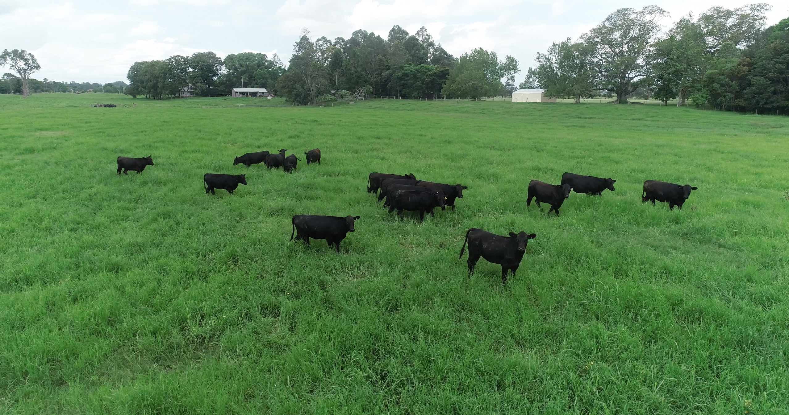 Angus Heifers